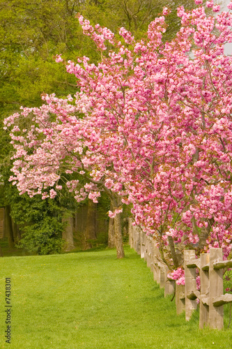 Cherry Blossom Trees along a Post and Rail Fence