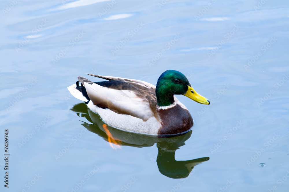 Obraz premium Duck floating in a pond