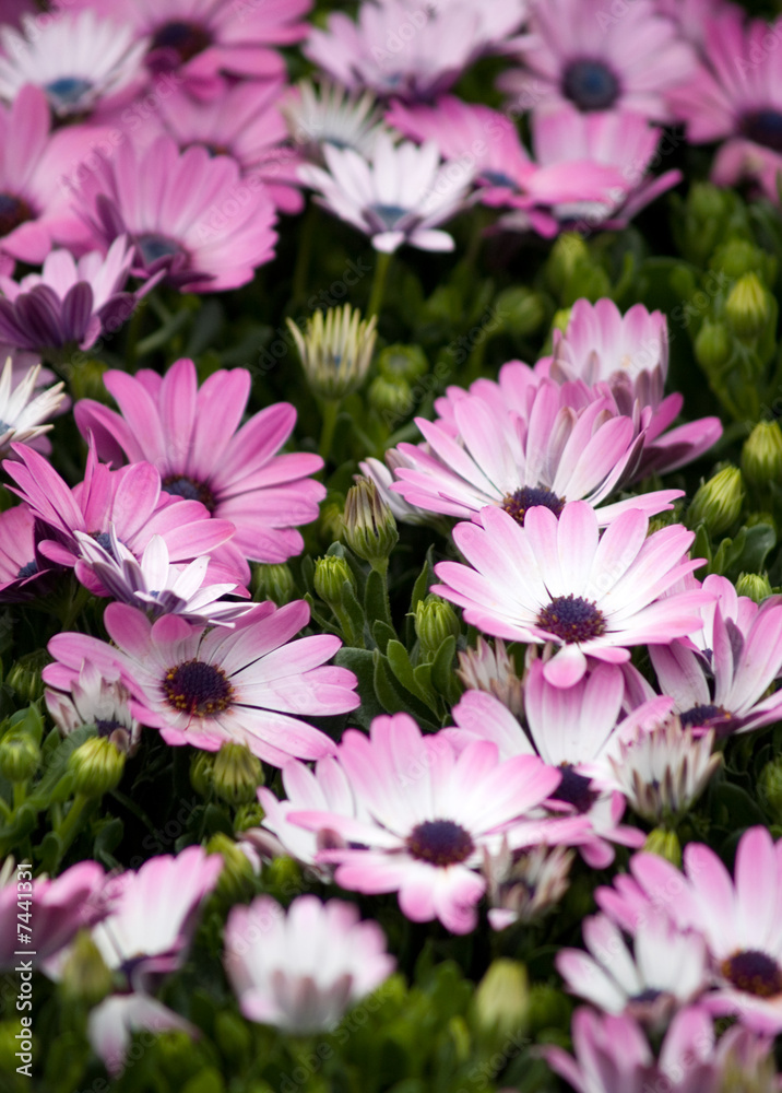 Obraz premium flowers background