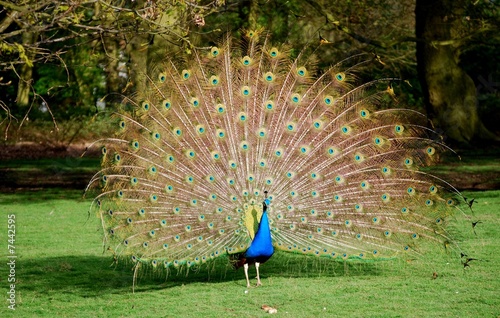Peacock