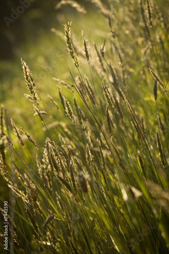 pré campagne herbe champs écologie environnement céréale