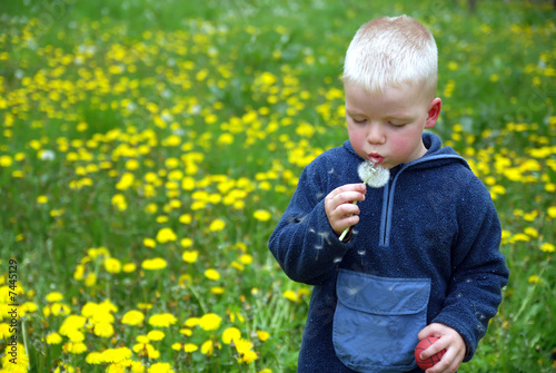 Cute boy blowing dandelion © .shock