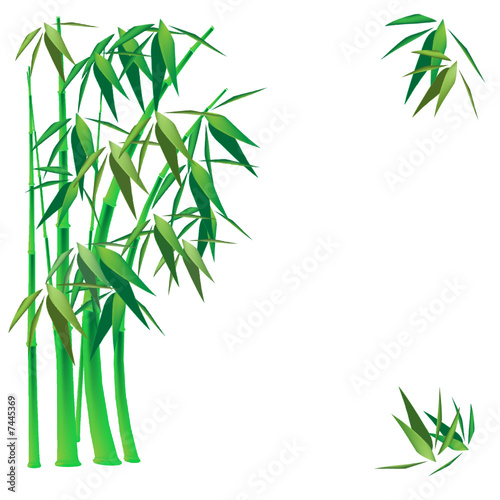 bamboo