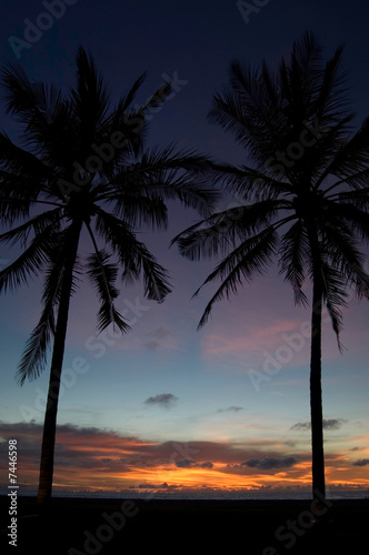 Palm and Sunset