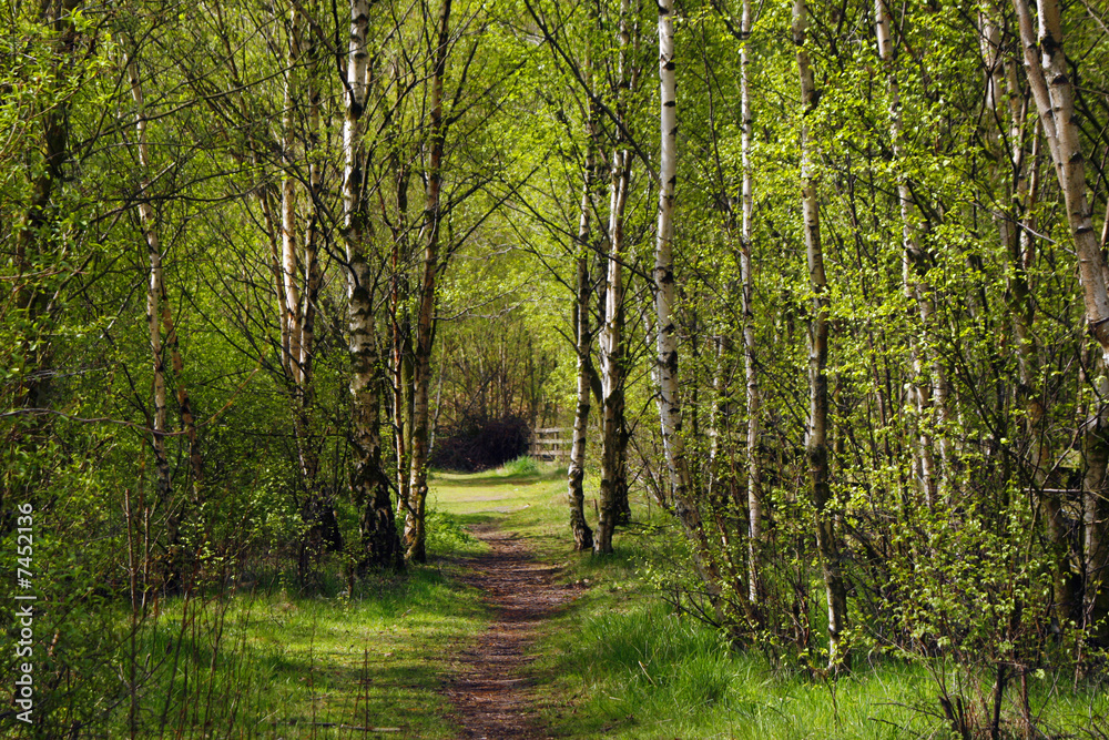 Fototapeta premium leśna ścieżka