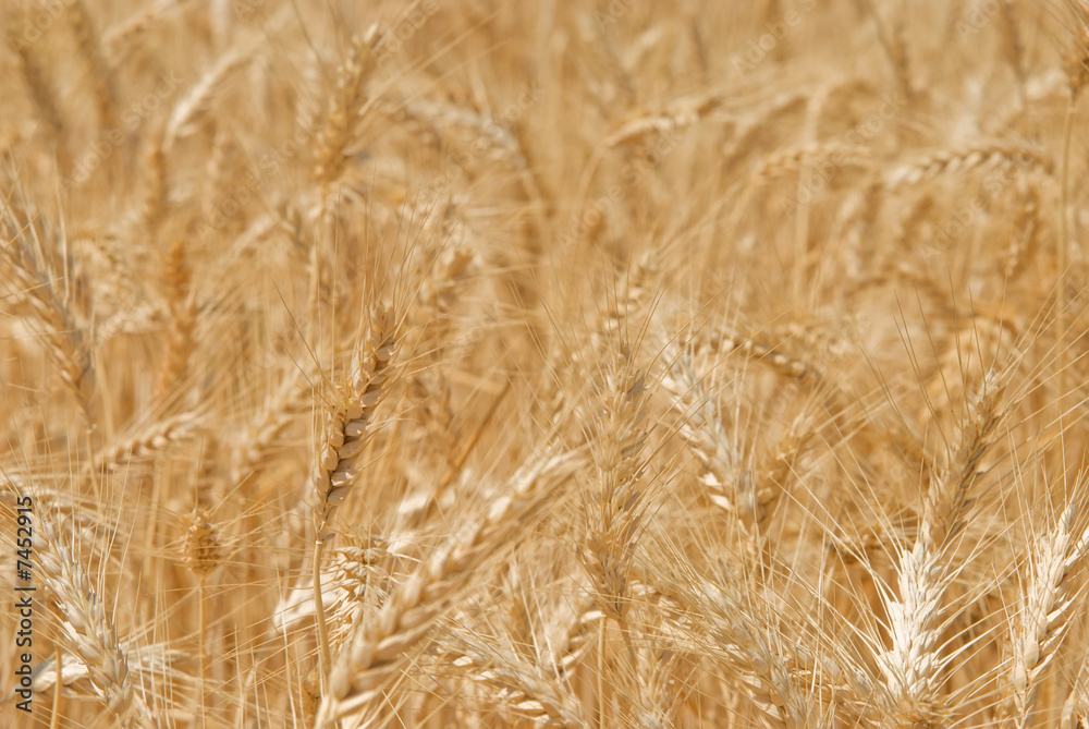 Wheat field Wheat field
