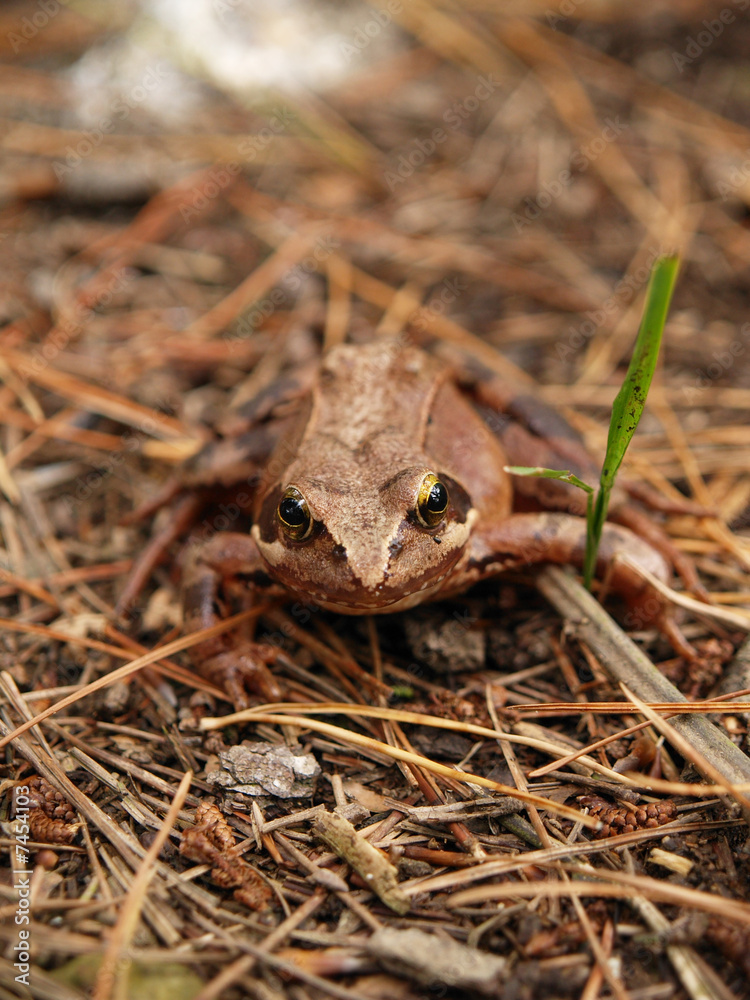 Brown frog in the forest Brown frog in the forest