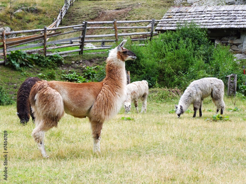 Obraz premium braunes Alpaca