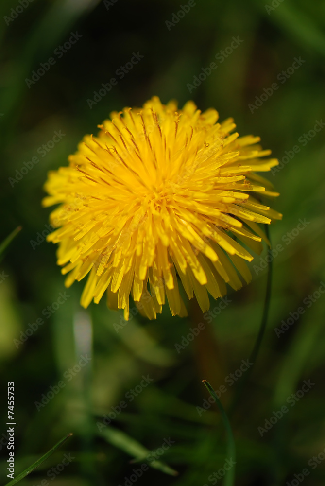 Yellow dandelion in close-up Yellow dandelion in close-up