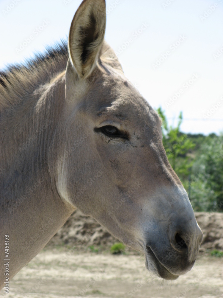 Obraz premium koński