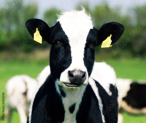 silly cow