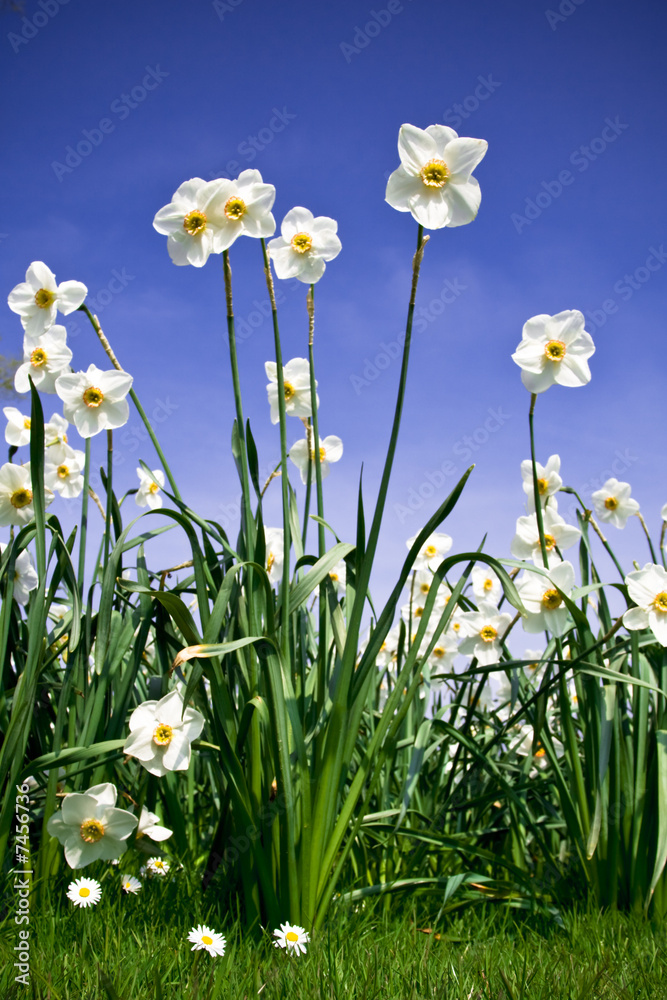 Fototapeta premium Krzew Narcyzów