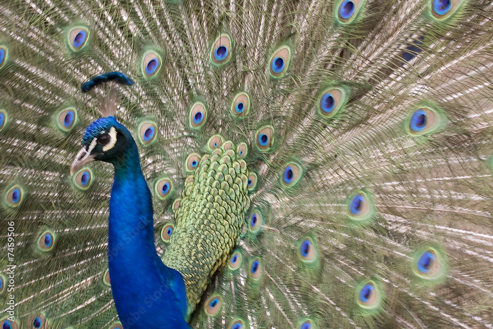 Fototapeta premium paon