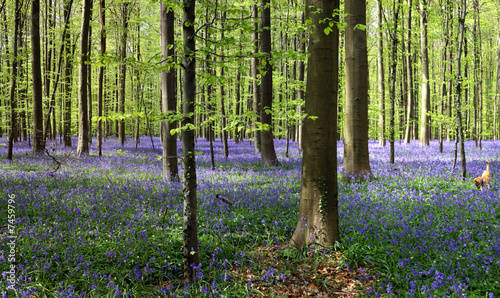 bluebell forest