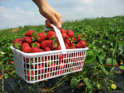 Basket full of Strawberries 