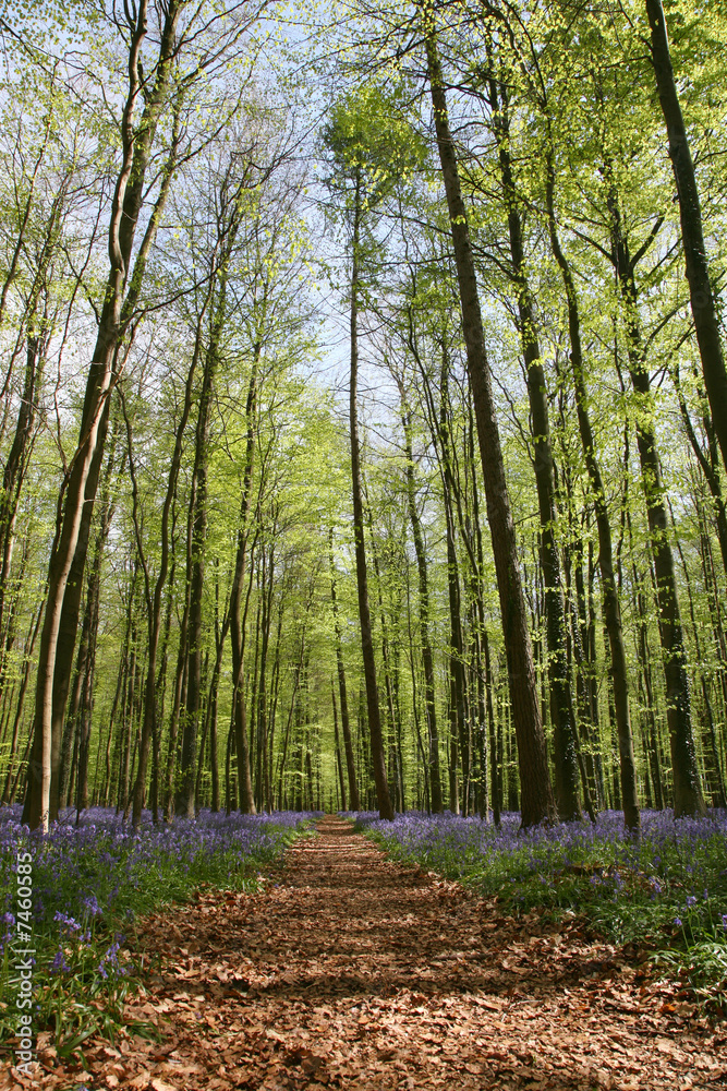 bluebell forest bluebell forest
