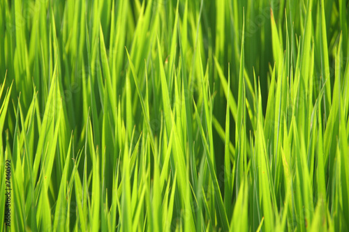 Green grass - rice plant