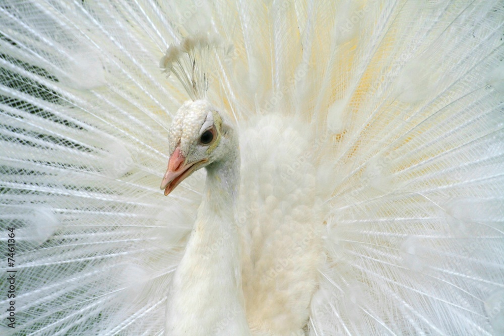 Obraz premium Albino White Peacock Close-up