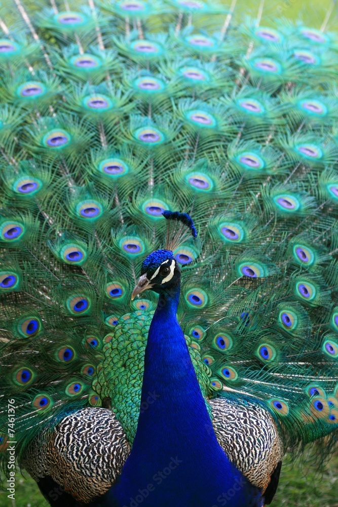 Obraz premium Peacock with feathers up