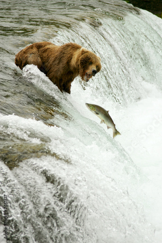 Grizzly bears fishing for salmon photo