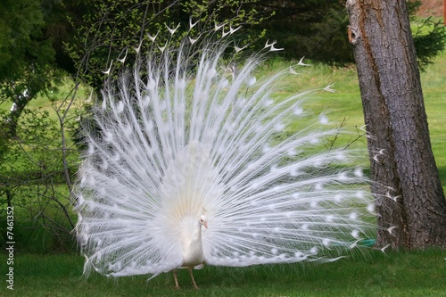 Albino White Peacock with feathers up