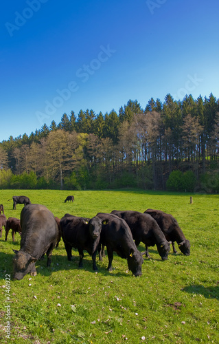 cows on pasture in beautiful landscape photo