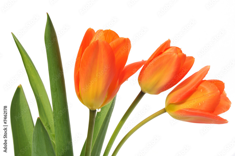 orange tulips in vase on white background