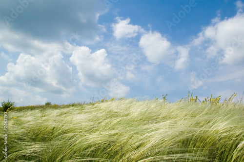 фотографія feather-grass and blue sky