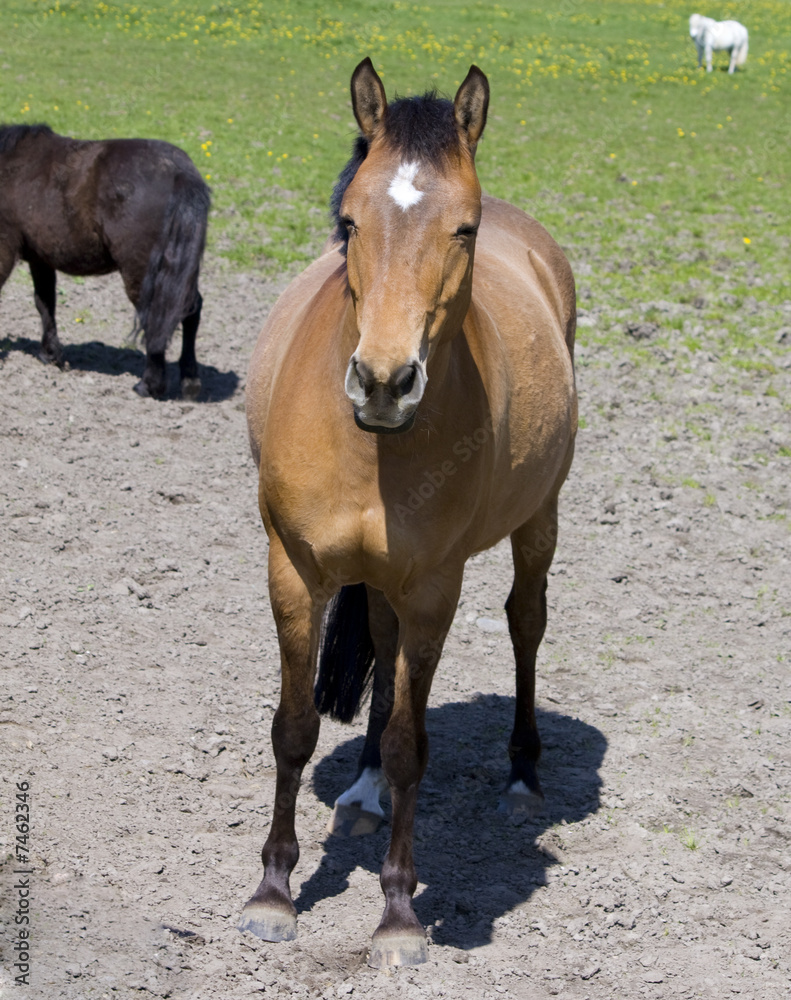 Fototapeta premium Pferde