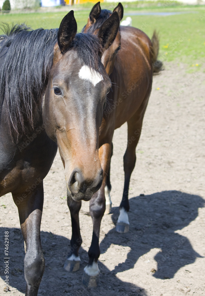 Obraz premium Pferde