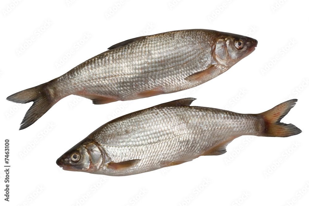 Obraz premium Two nase fishes