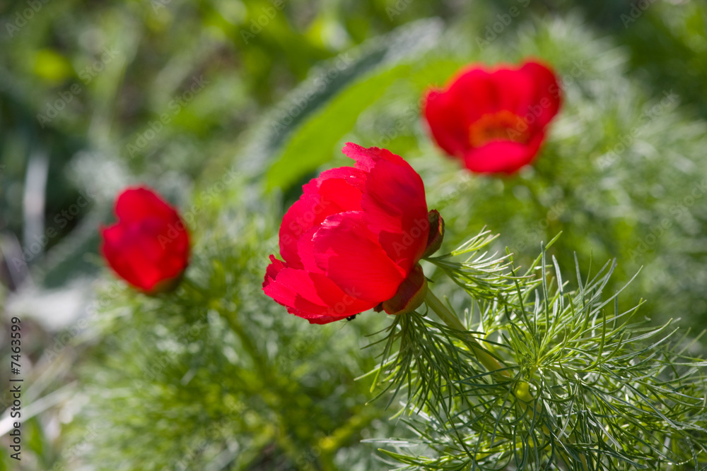 Obraz premium Three peonies