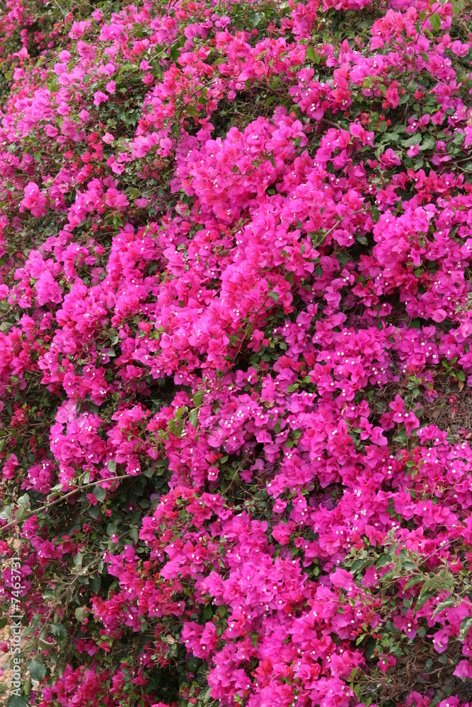 bougainvilliers bougainvilliers