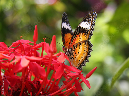 Eating Butterfly photo