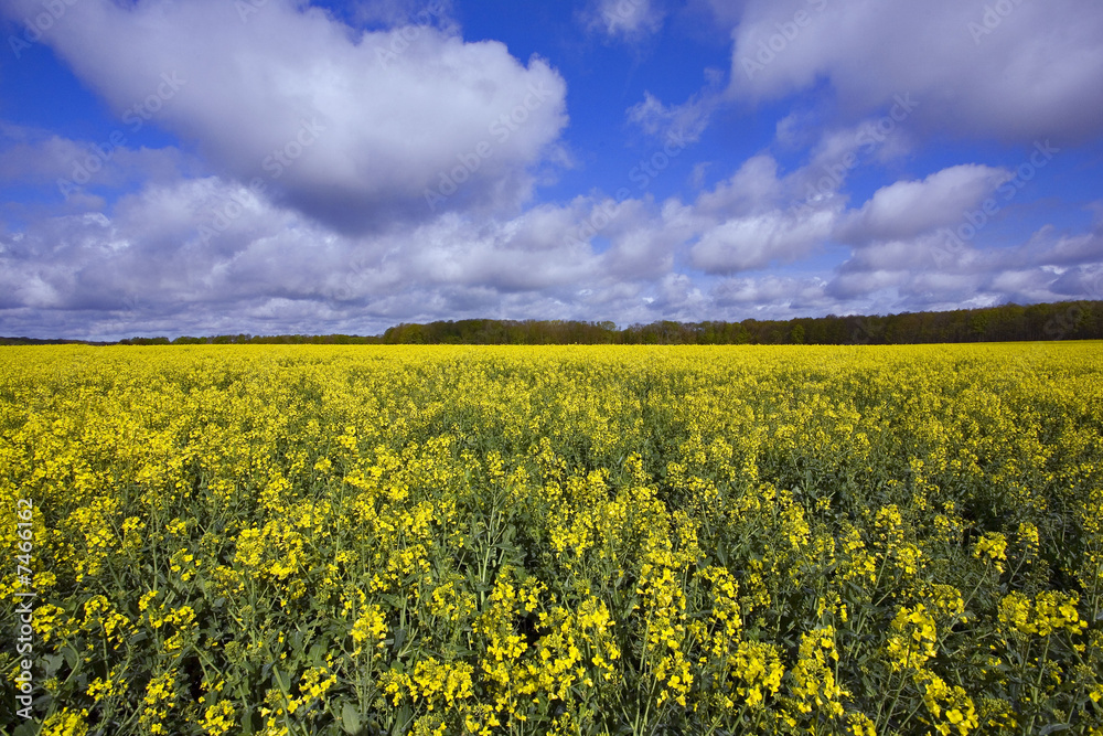 Obraz premium france,île de france : champ de colza