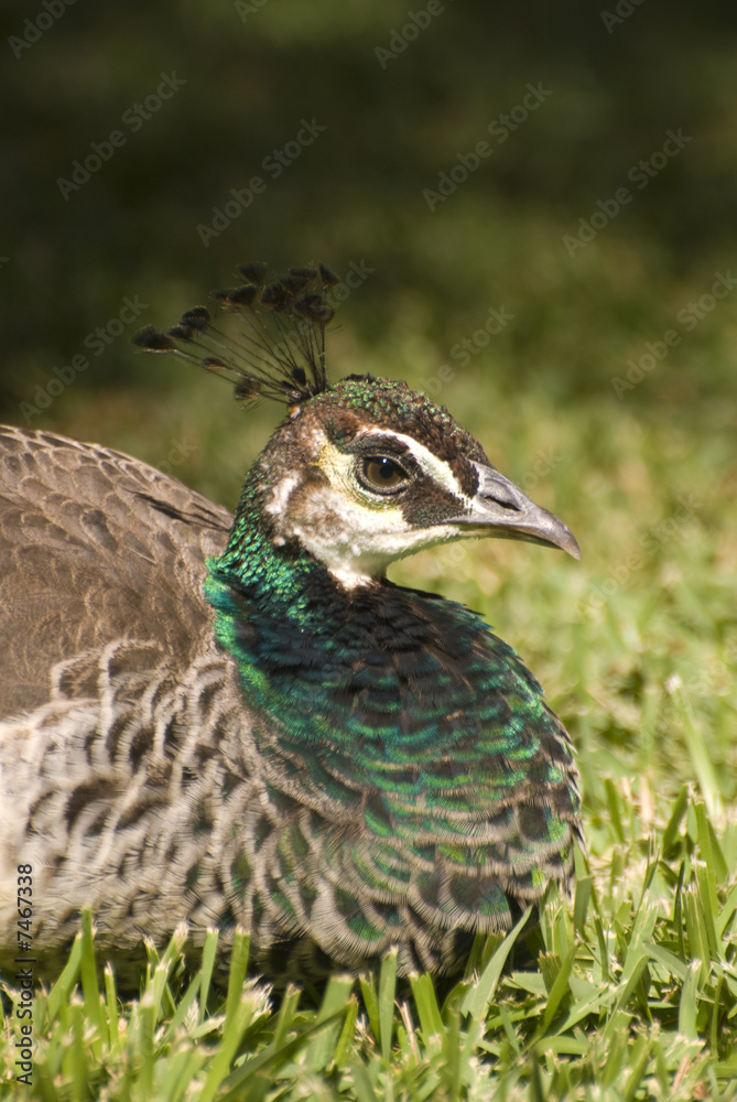 Indian Blue Peafowl (Pavo Cristatus) Indian Blue Peafowl (Pavo Cristatus)