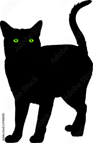 gato preto