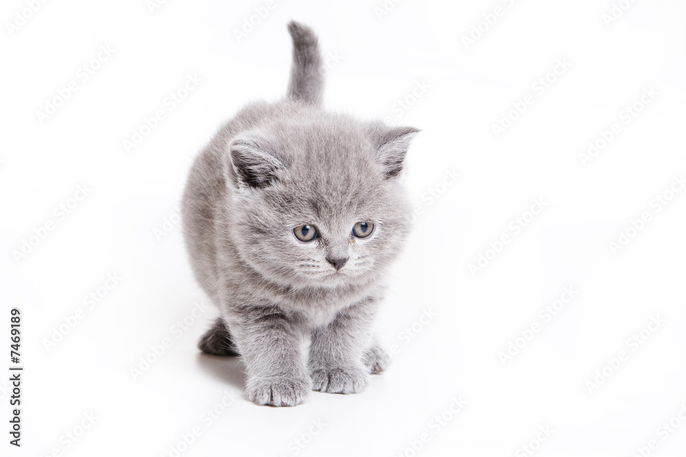 Obraz premium British kitten on white background