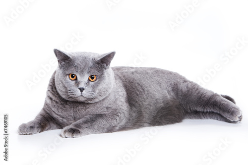 British cat on white