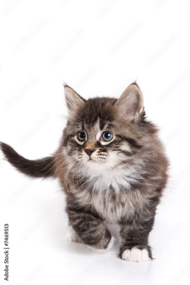 Obraz premium Siberian kitten on white background