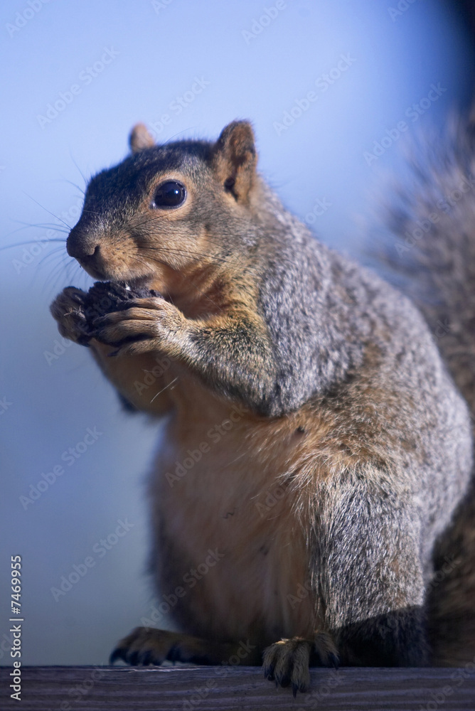 Squirrel