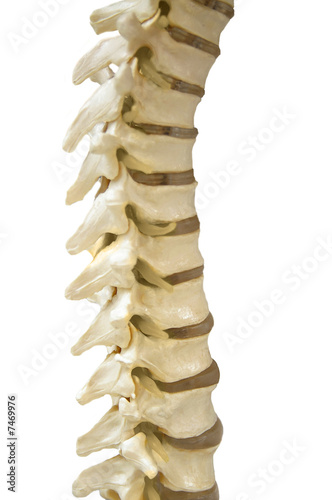 Human Spinal-column model, isolated on white photo