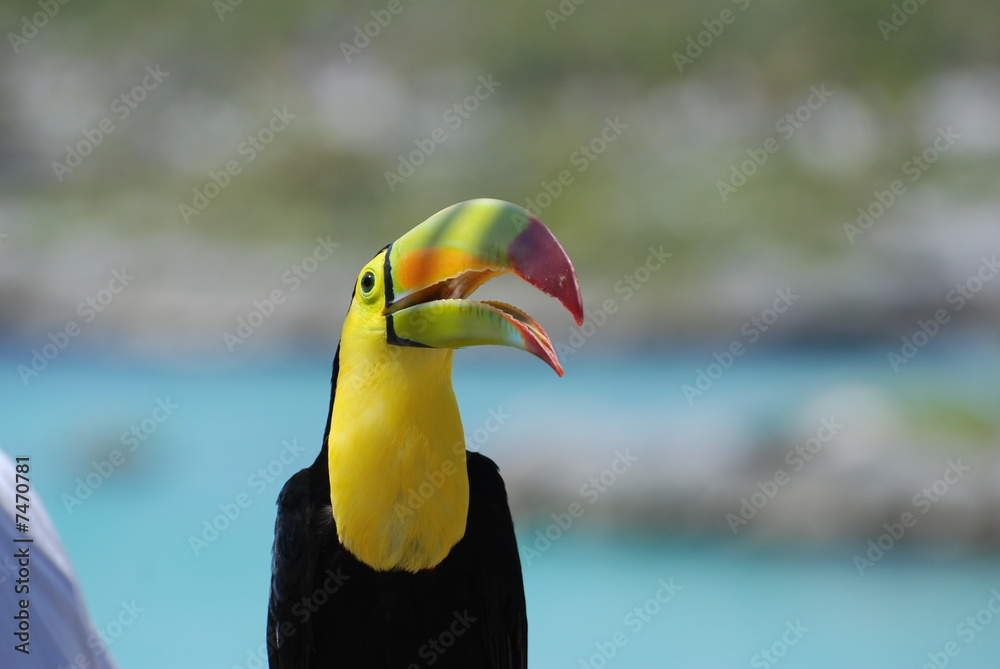 Fototapeta premium toucan 2