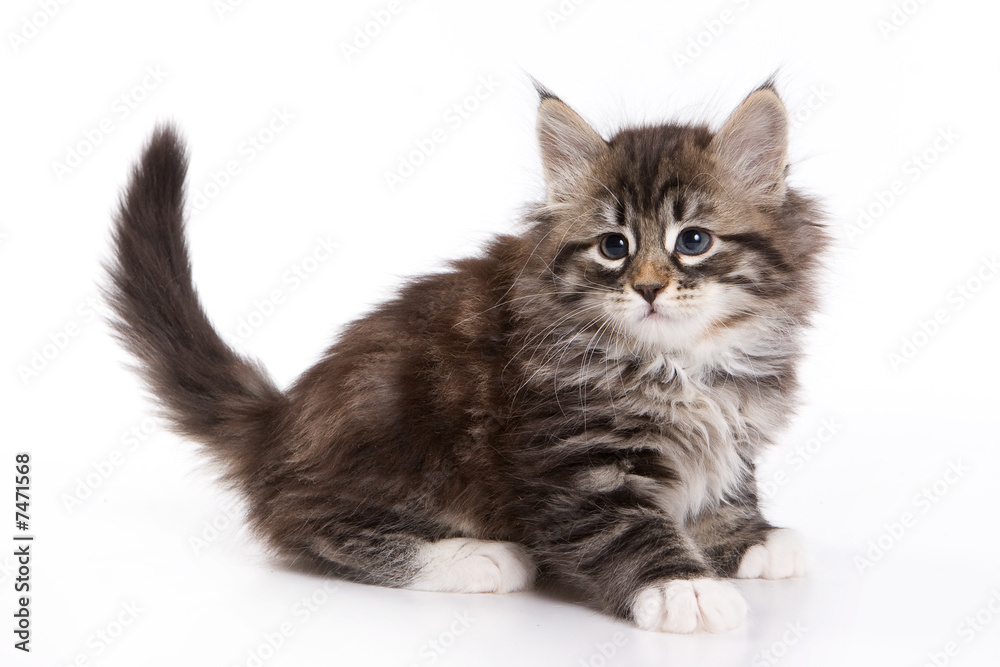 Siberian kitten on white background Siberian kitten on white background