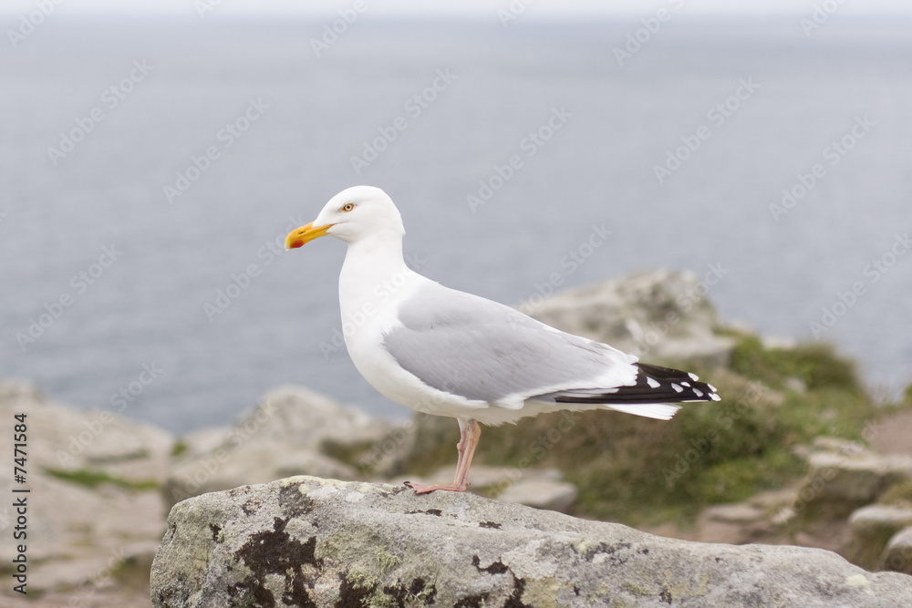 Mouette perchee sur son rocher Mouette perchee sur son rocher