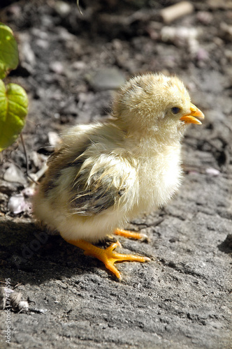 poussin