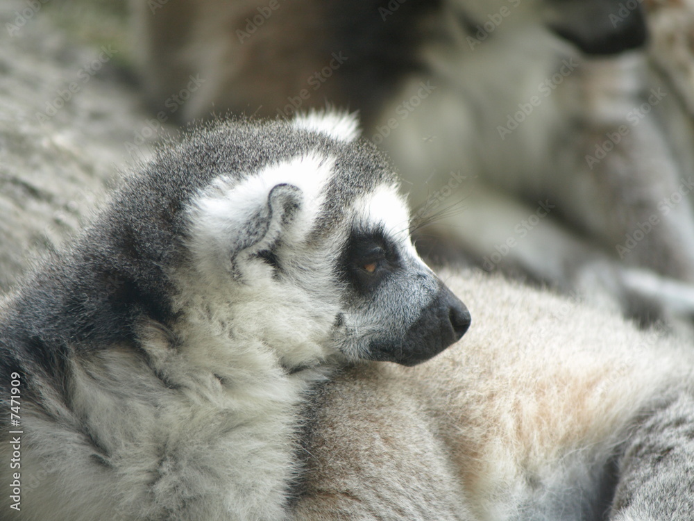 Fototapeta premium Close up Lemur profile