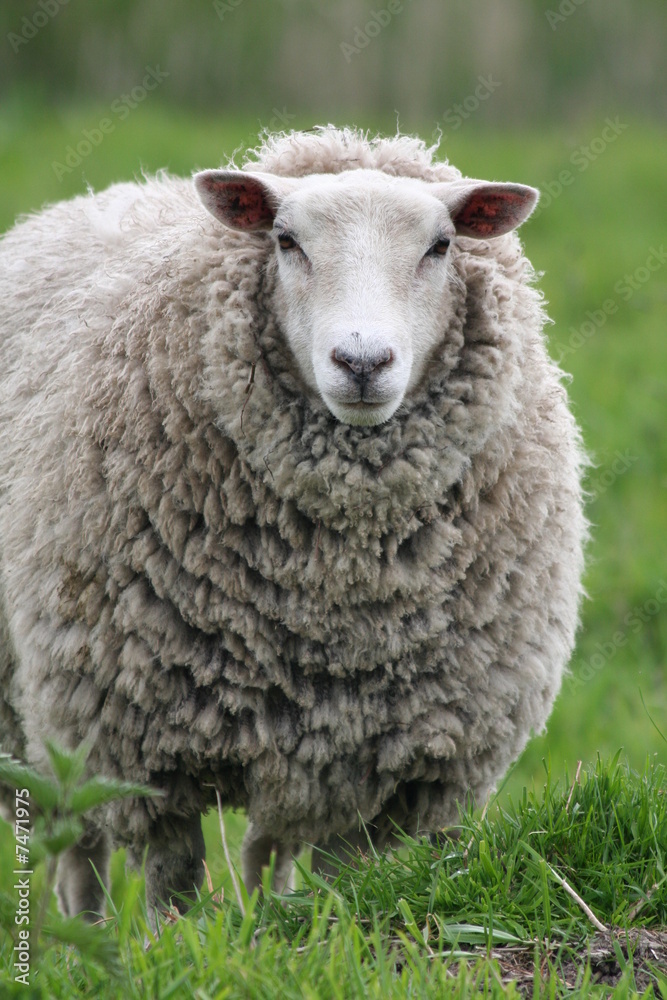 mother sheep mother sheep