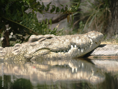 Crocodile head sunbathng