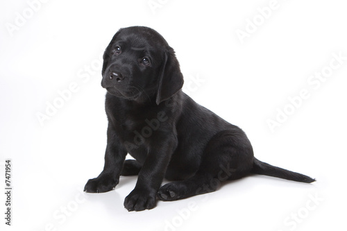 Labrador Retriever puppy on white